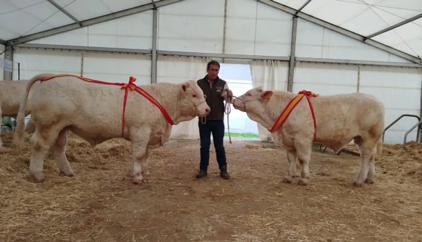 Exposición, subasta y venta de animales en la Feria de San Andrés 2024. Fotos Ayuntamiento de Ciudad Rodrigo
