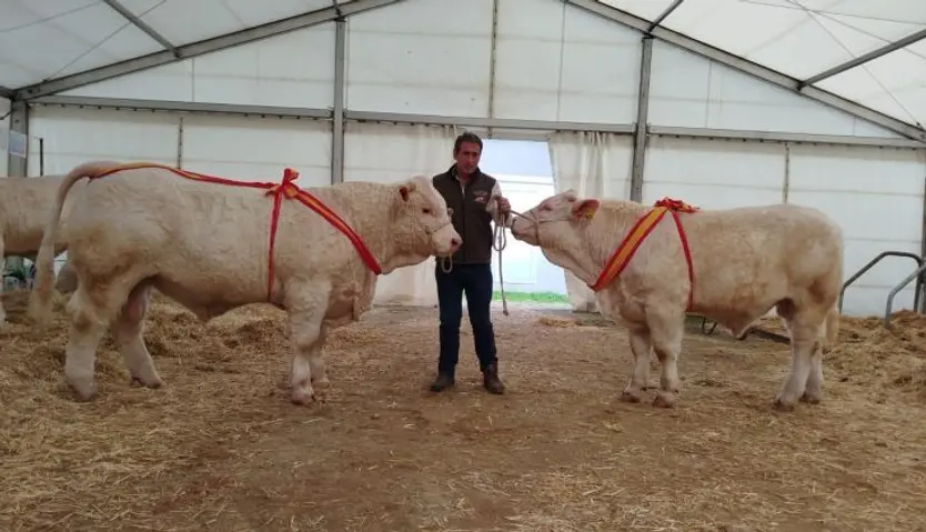 Exposición, subasta y venta de animales en la Feria de San Andrés 2024. Fotos Ayuntamiento de Ciudad Rodrigo