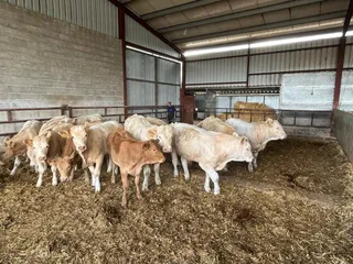 Vacas en la nave | Asaja Salamanca