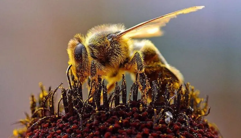 Insecto polinizador