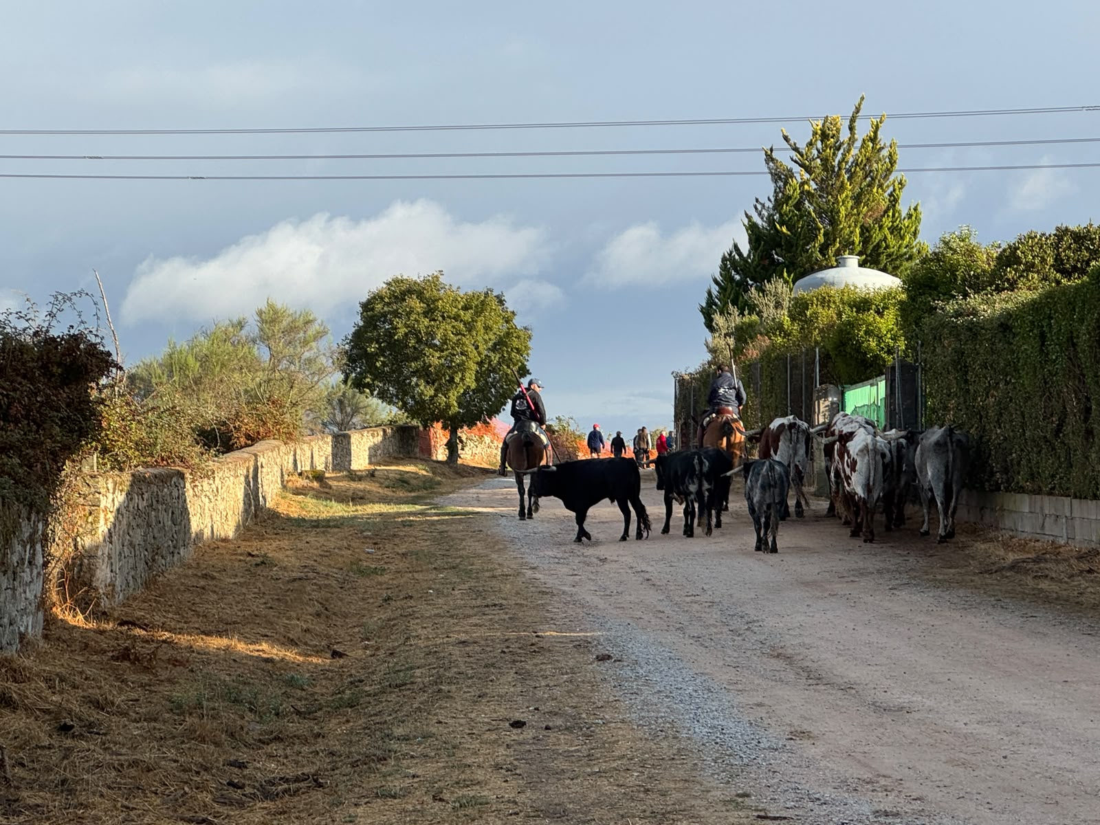 Encierro a Caballo De Novillos De La Campana En Aldead&aacute;vila De La Ribera. Salamanca24horas (1)