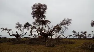 Imagen poda según norma