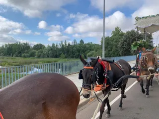Romería Virgen de la Peña de Francia (1)