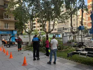 Una gran rama cae durante la poda y golpea a un hombre en Salamanca