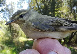 Mosquitero musical
