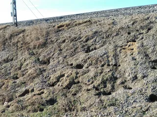 UPA-COAG invita a ADIF a tomar medidas para proteger las zonas ferroviarias afectadas por la plaga de conejos