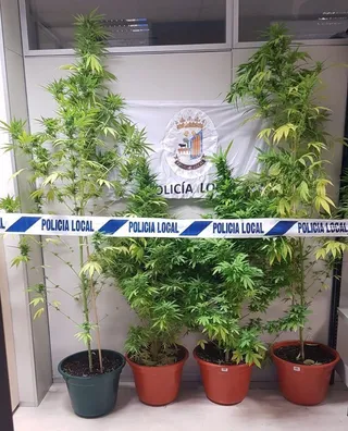 Marihuana Policia Local Pedro Cojos