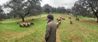 Porcino iberico (1)