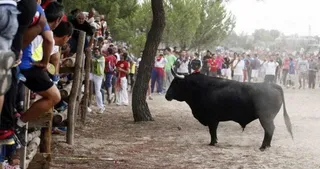 ‘Toro de la Vega’