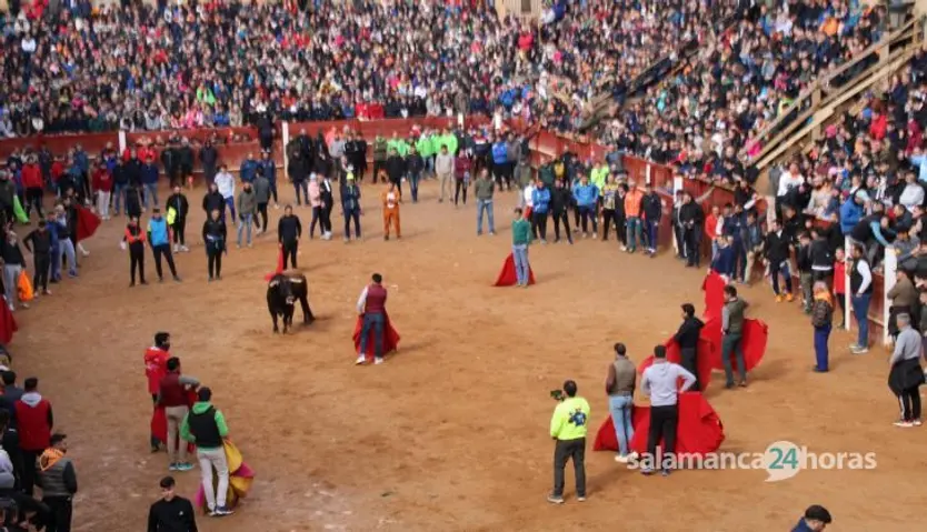Capea martes por la mañana con astados de Torrealba en el Carnaval del Toro de Ciudad Rodrigo 2025 (30)