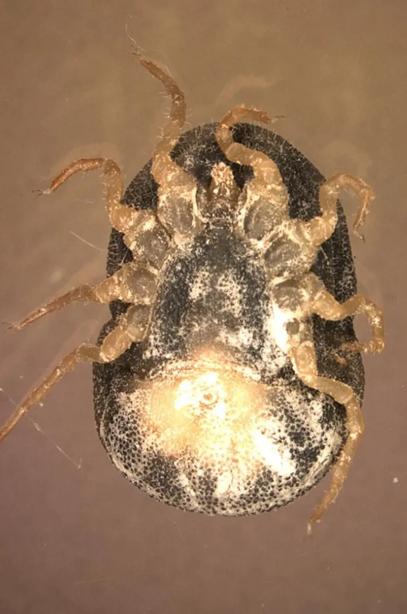 Garrapata O moubata. Foto IRNASA CSIC