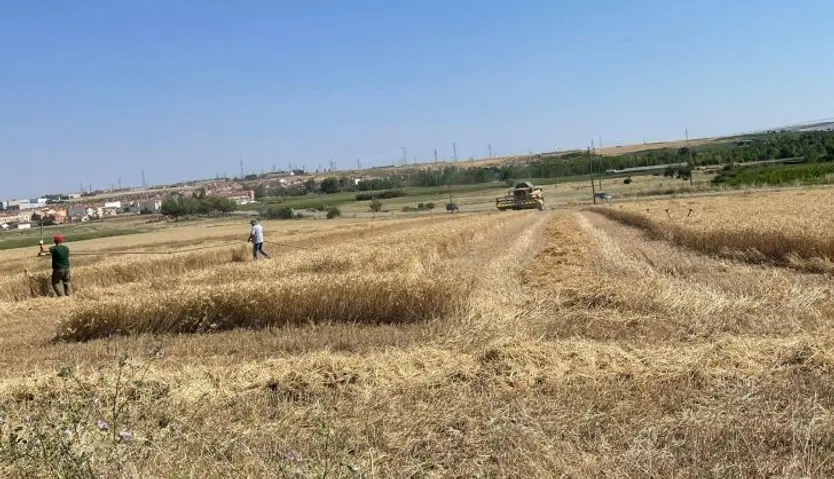 Cosecha de cereales en La Armuña 2021 