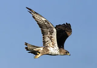 Águila perdicera | SEO/BirdLife