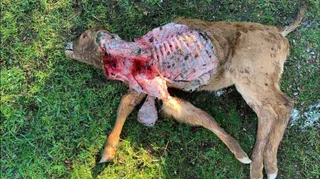 El lobo deja un ternero muerto en Santiz. ASAJA