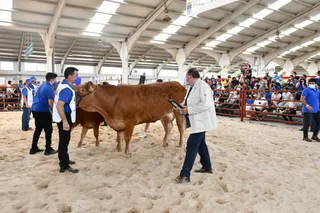 Concurso Nacional de Raza Limusina Hembras