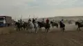 Herido tras sufrir la cogida de un toro en el encierro campero de Tarazona de Guareña
