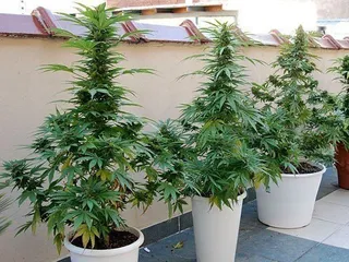 Juzgado por plantar marihuana en Fuenteguinaldo, aunque asegura que era para infusiones