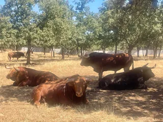 Toros de lidia de la ganadería de Pedraza de Yeltes en Castraz