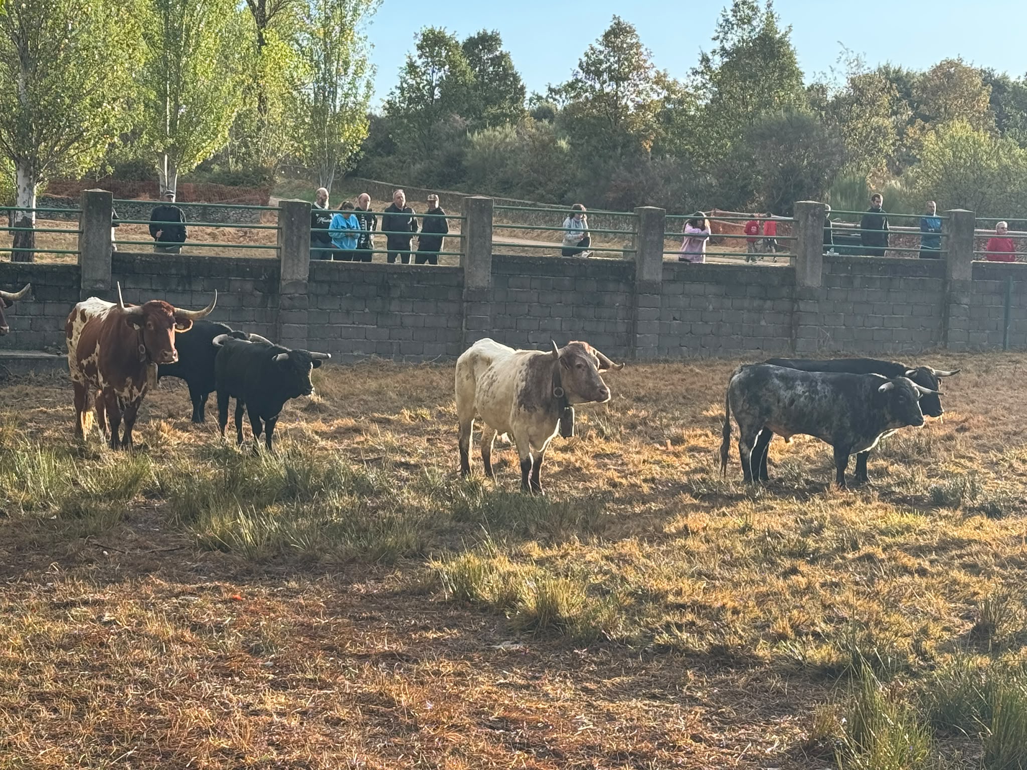 Encierro a Caballo De Novillos De La Campana En Aldead&aacute;vila De La Ribera. Salamanca24horas (8)