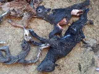 Los buitres matan cuatro terneros en cuatro días a un ganadero de Campo de Ledesma