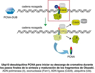 Explicación gráfica sobre como Ubp10 desubiquitina PCNA inicia su descarga de cromatina durante los pasos finales de la síntesis y maduración de los fragmentos de Okazaki.