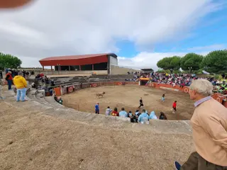 Encierro de cuatro novillos en Pereña