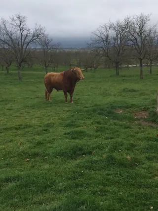 'Pasmoso', el toro de Garcigrande indultado por López Simón en Valencia