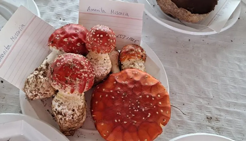 Amanita Muscaria recogida en Los Santos