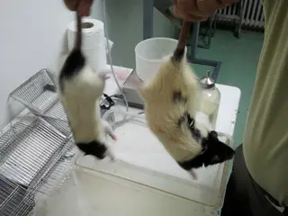 Animales en experimentación | Europa Press