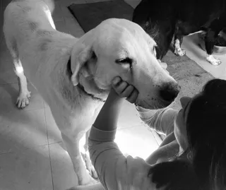 Siempre Fiel a tu perro: 22 de enero de 2017