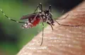 Mosquito tigre | Europa Press