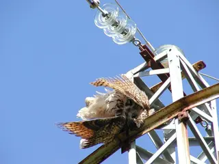 Ave electrocutada en un poste de la luz | Europa Press