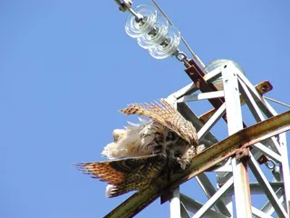 Ave electrocutada en un poste de la luz | Europa Press