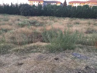 Estado de la maleza en Terradillos (16)