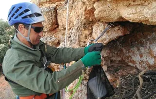 Agentes medioambientales toman muestras de la puesta de una pareja de águila real para analizar las causas de la pérdida del huevo
