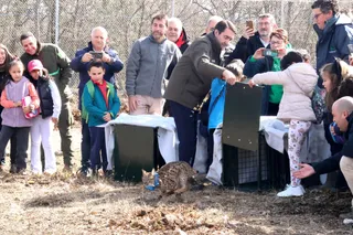 Suelta de linces ibéricos en Palencia
