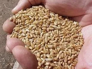 Suben los cereales y cae el porcino blanco e ibérico en la Lonja de Salamanca