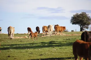 Vacas, ganado. Foto de archivo