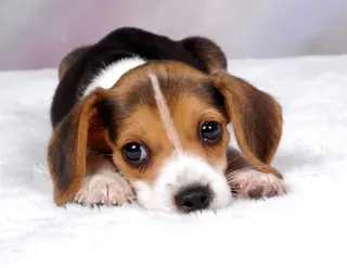 Perro