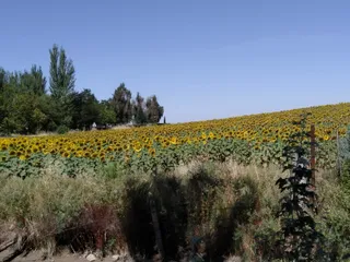 Girasol en Barbadillo (1)