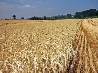 La recolección de cereales debe respetar los titulares de contratos agroambientales