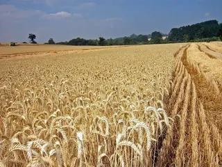 La recolección de cereales debe respetar los titulares de contratos agroambientales
