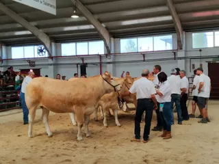 Concurso Morfológico Blonda Aquitania (4)
