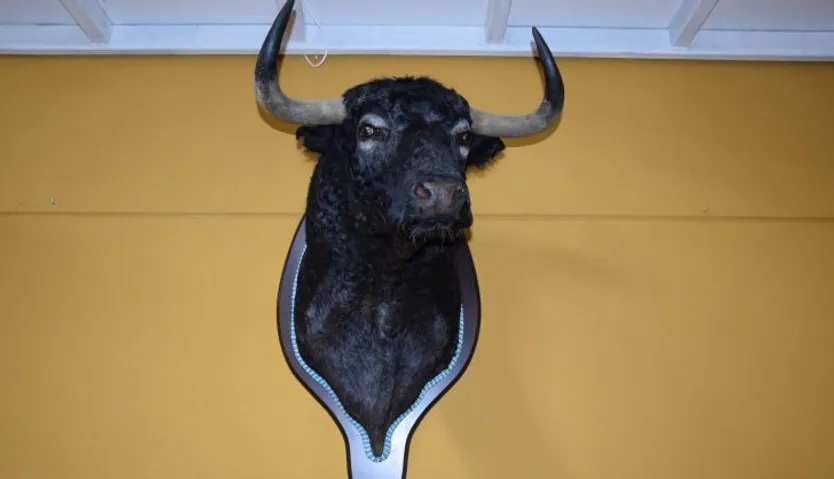 Taxidermia en Salamanca (37)