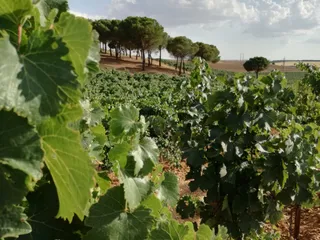 Viñedo de la DO Rueda