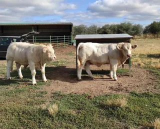 Ganadería de vacas de raza charolesa en Santa Olalla de Yeltes.