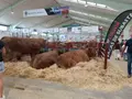 Imagen de archivo de terneros en la feria de Salamaq 2026 | Andrea Mateos