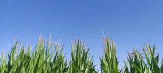 Campos de maíz. Foto Salamanca24horas