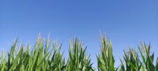 Campos de maíz. Foto Salamanca24horas