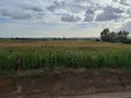 Campo de maíz. 